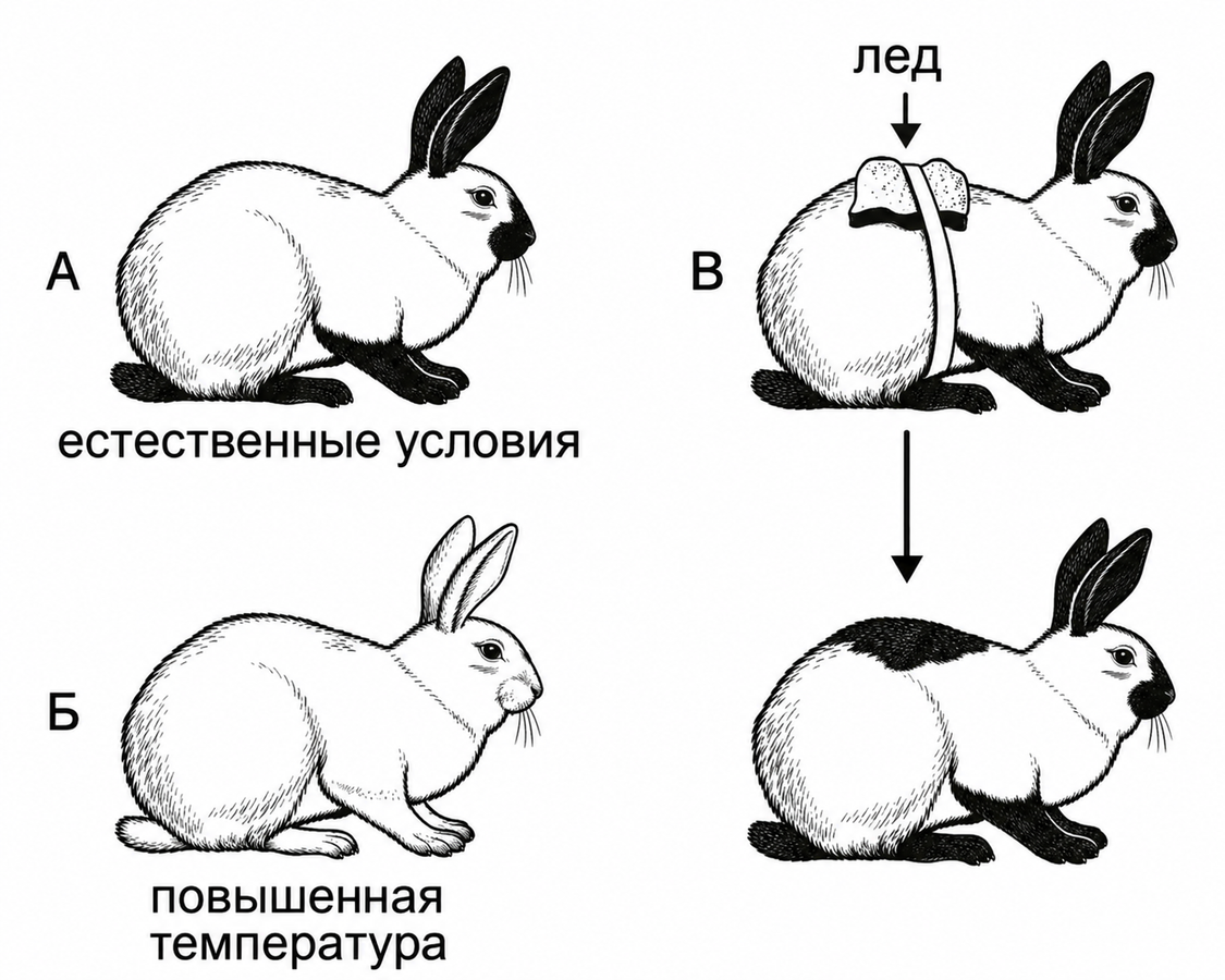 Какой «Признак живых систем» изображен на рисунке?