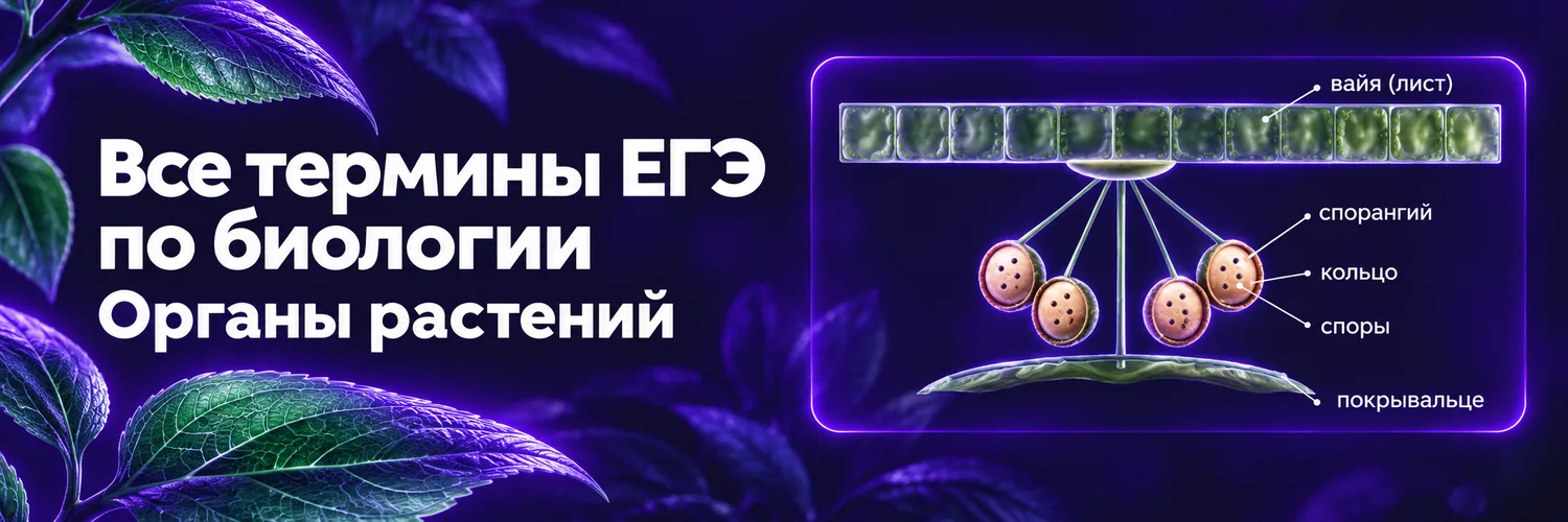 Обложка набора «Тезаурус - Органы растений»