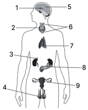 Какие органы обозначены на рисунке цифрами 1-9