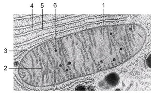 Назовите структуры, обозначенные цифрами 1-6 на микрофотографии митохондрии: