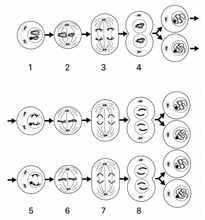 Какие фазы мейоза обозначены цифрами 1-8?