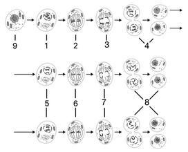 Какие фазы мейоза обозначены цифрами 1-9?