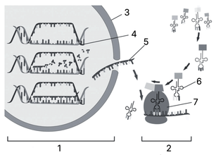 Что обозначено цифрами 1-7 на рисунке?